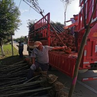 江苏  2公分刚竹3米竹子花木基地批发